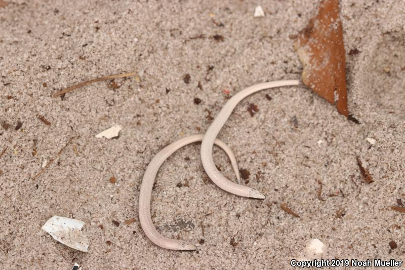 Sand Skink (Plestiodon reynoldsi)