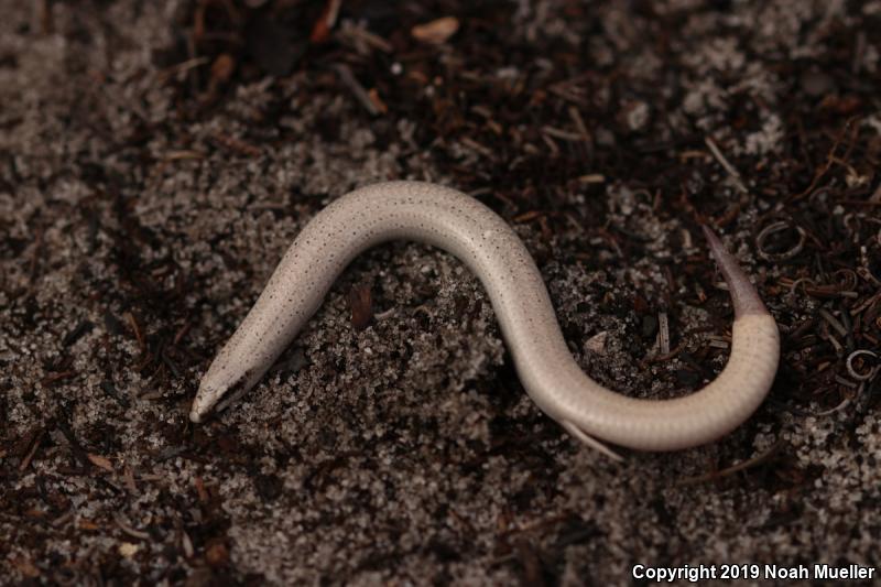 Sand Skink (Plestiodon reynoldsi)