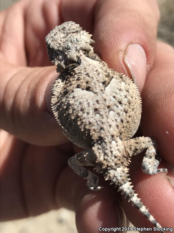 Southern Desert Horned Lizard (Phrynosoma platyrhinos calidiarum)