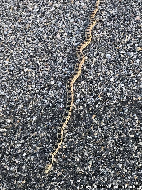 Great Basin Gopher Snake (Pituophis catenifer deserticola)