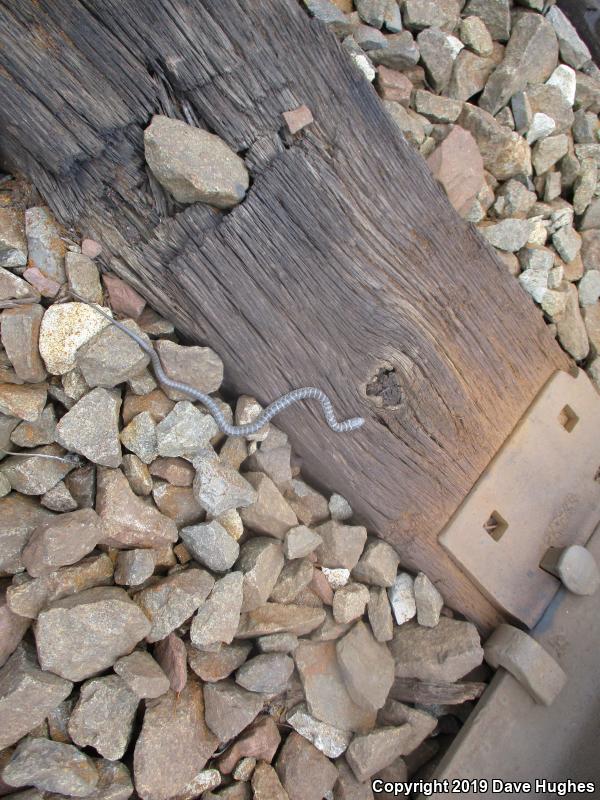 Northern  Black Racer (Coluber constrictor constrictor)