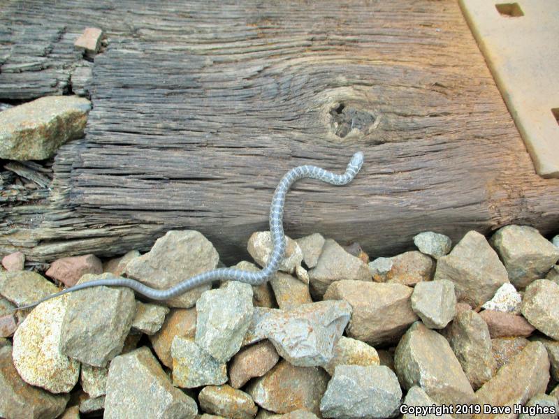 Northern  Black Racer (Coluber constrictor constrictor)