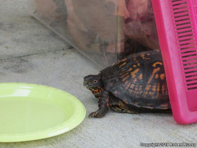 Eastern Box Turtle (Terrapene carolina carolina)