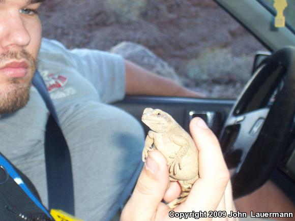 Western Chuckwalla (Sauromalus ater obesus)