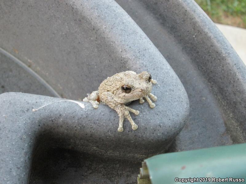 Cope's Gray Treefrog (Hyla chrysoscelis)