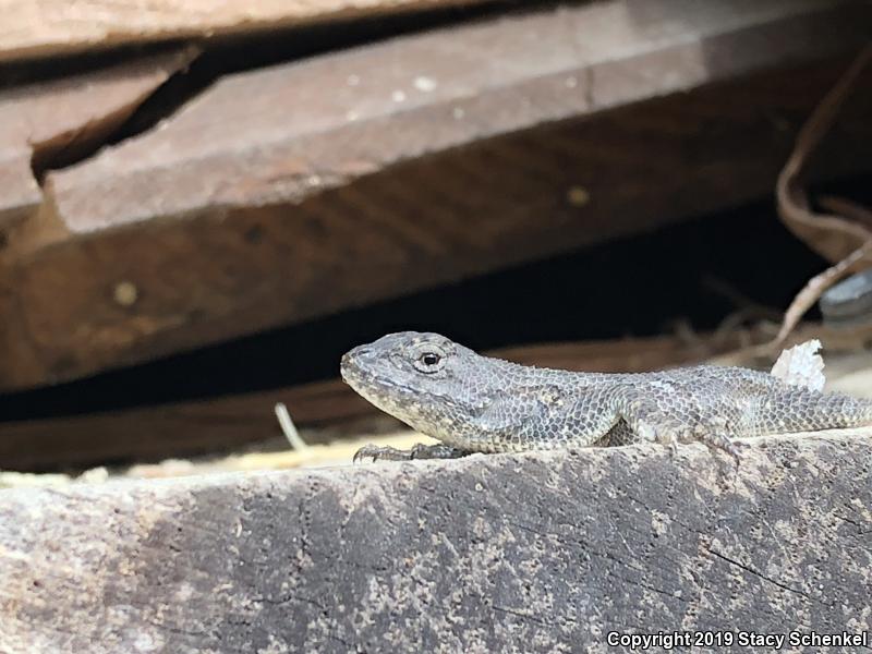 Eastern Fence Lizard (Sceloporus undulatus)