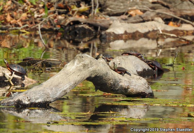 Eastern Painted Turtle (Chrysemys picta picta)