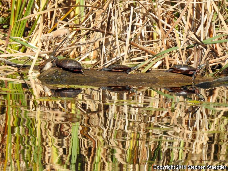 Eastern Painted Turtle (Chrysemys picta picta)