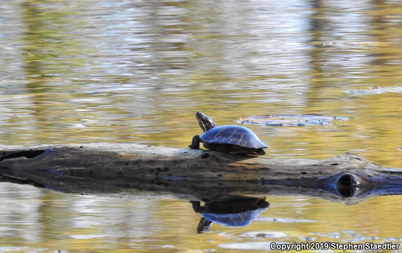 Eastern Painted Turtle (Chrysemys picta picta)