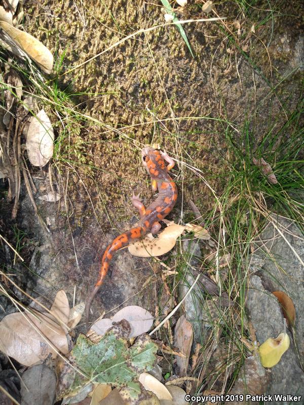 Yellow-blotched Ensatina (Ensatina eschscholtzii croceater)