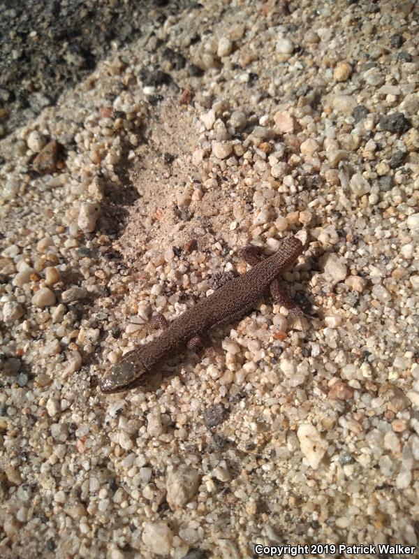 Desert Night Lizard (Xantusia vigilis vigilis)