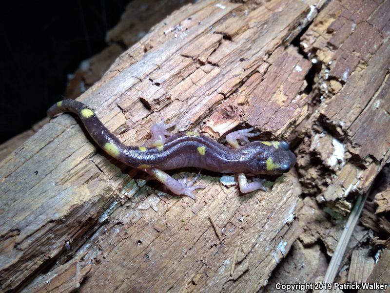 Yellow-blotched Ensatina (Ensatina eschscholtzii croceater)