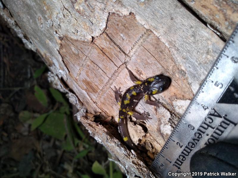 Yellow-blotched Ensatina (Ensatina eschscholtzii croceater)