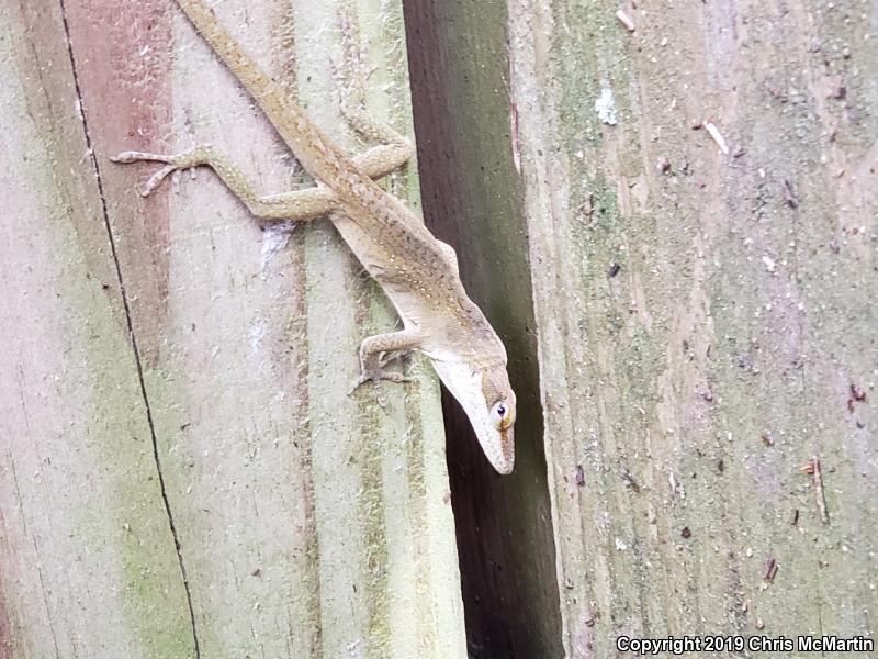 Northern Green Anole (Anolis carolinensis carolinensis)