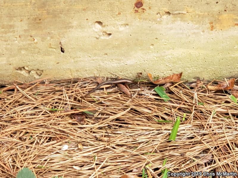 Little Brown Skink (Scincella lateralis)