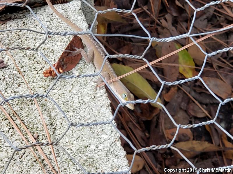 Northern Green Anole (Anolis carolinensis carolinensis)