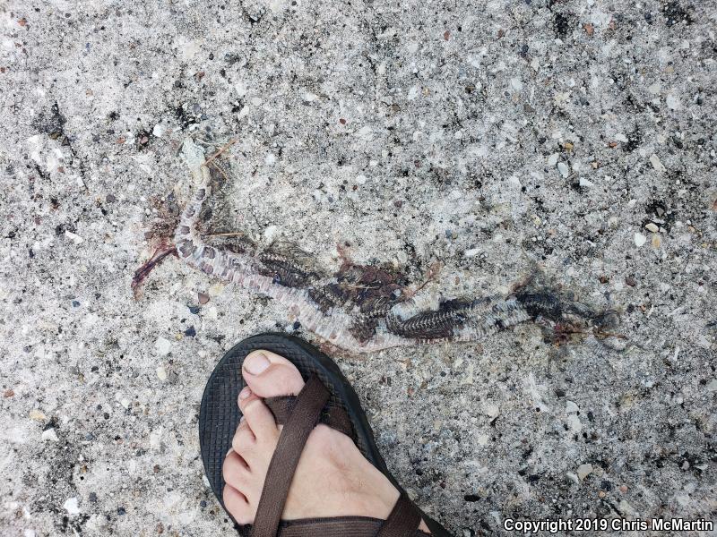 Southern Copperhead (Agkistrodon contortrix contortrix)