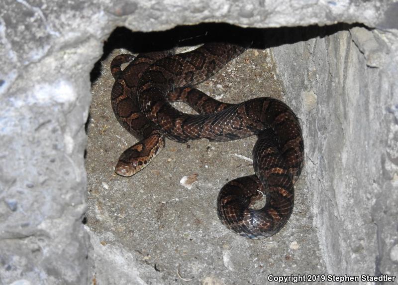 Eastern Milksnake (Lampropeltis triangulum triangulum)