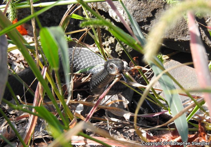 Northern  Black Racer (Coluber constrictor constrictor)