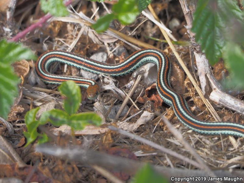 San Francisco Gartersnake (Thamnophis sirtalis tetrataenia)