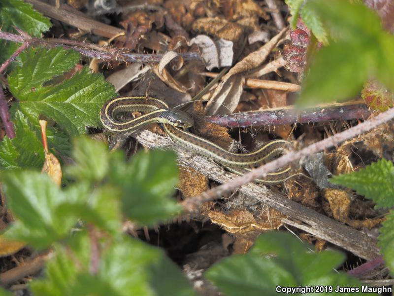 Coast Gartersnake (Thamnophis elegans terrestris)