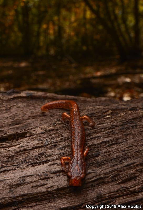 Four-toed Salamander (Hemidactylium scutatum)