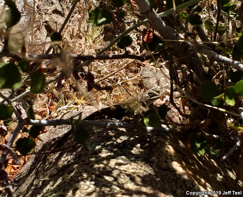 Great Basin Fence Lizard (Sceloporus occidentalis longipes)