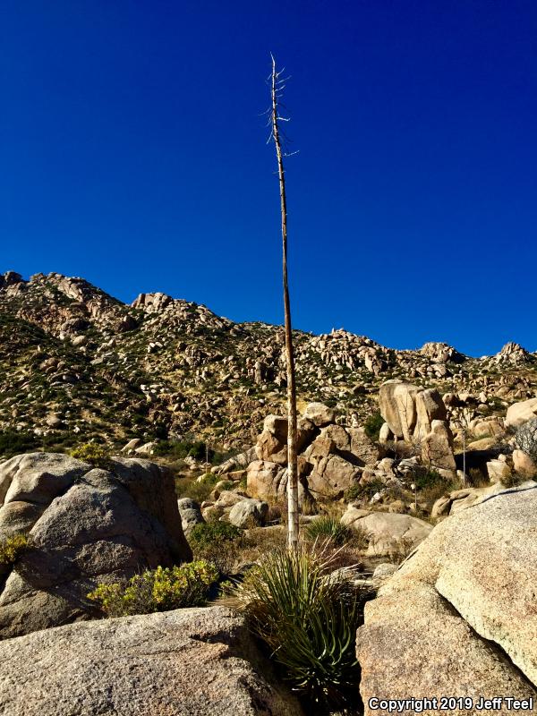 Great Basin Fence Lizard (Sceloporus occidentalis longipes)