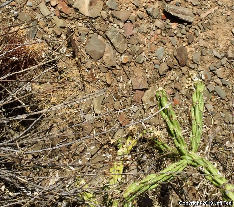 Sonoran Tiger Whiptail (Aspidoscelis tigris aethiops)