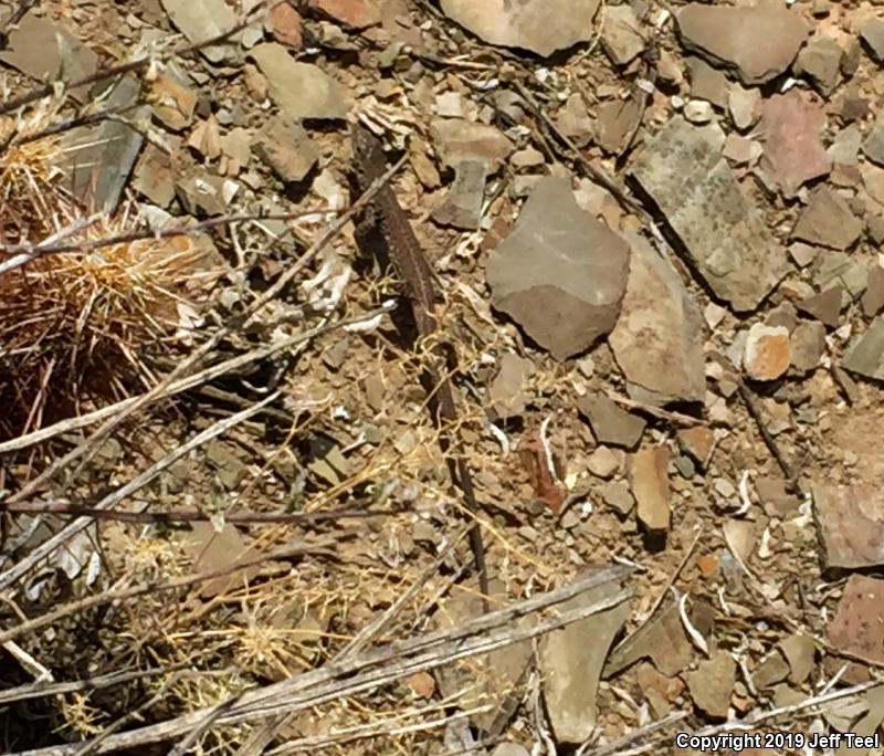 Sonoran Tiger Whiptail (Aspidoscelis tigris aethiops)