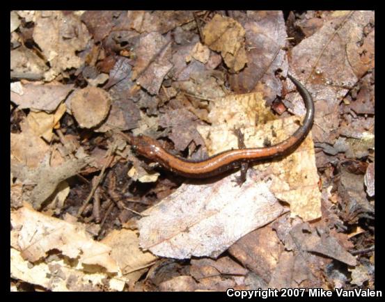 Eastern Red-backed Salamander (Plethodon cinereus)