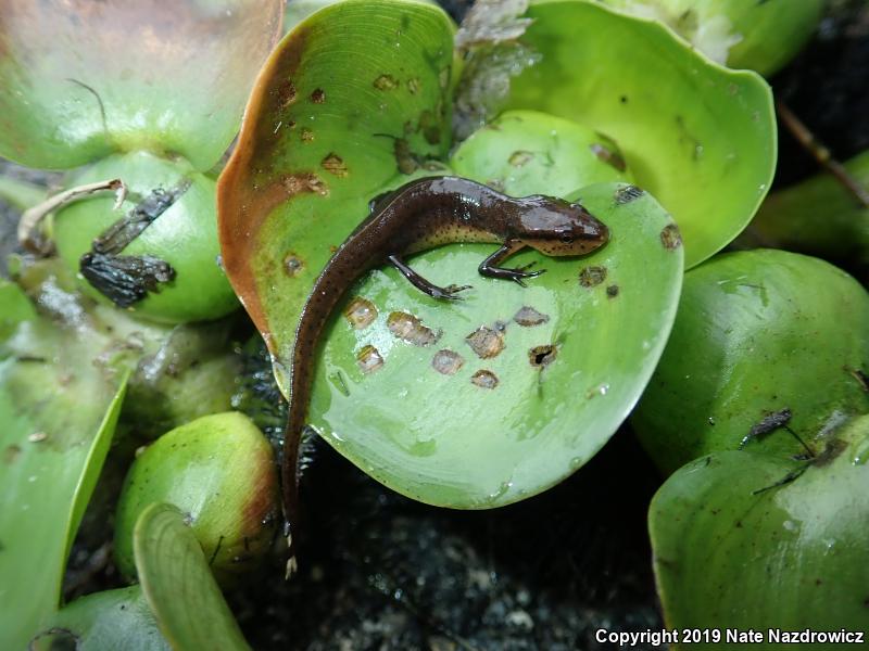 Peninsula Newt (Notophthalmus viridescens piaropicola)