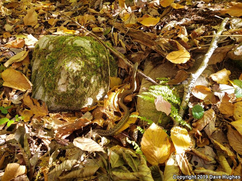 Eastern Gartersnake (Thamnophis sirtalis sirtalis)