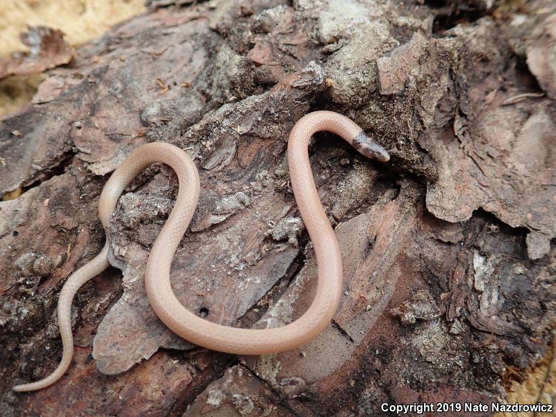 Peninsula Crowned Snake (Tantilla relicta relicta)