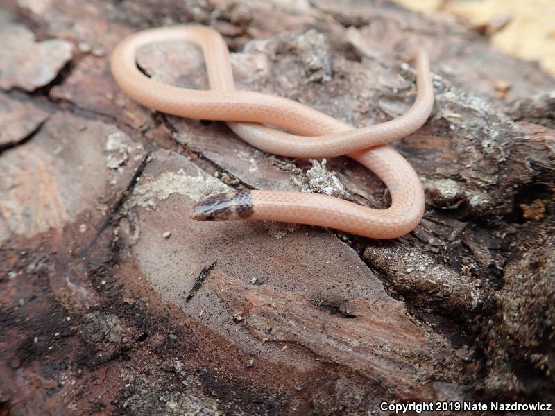 Peninsula Crowned Snake (Tantilla relicta relicta)