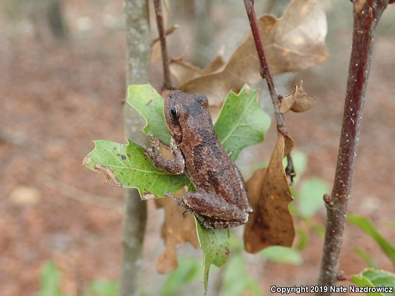 Pine Woods Treefrog (Hyla femoralis)