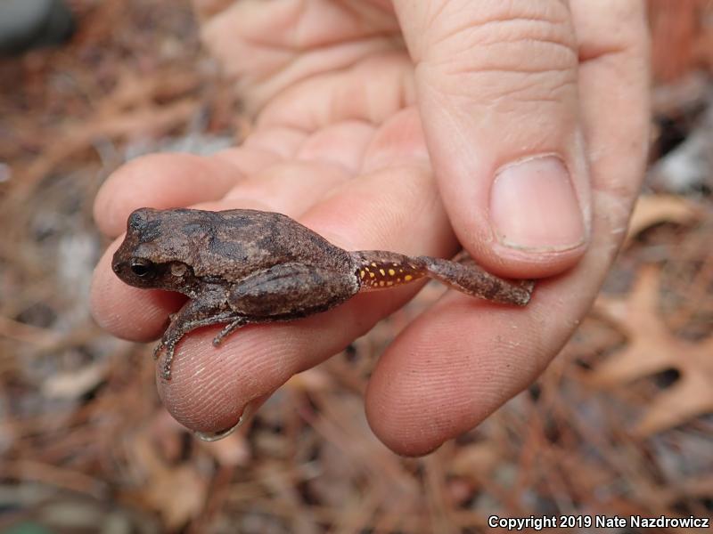 Pine Woods Treefrog (Hyla femoralis)