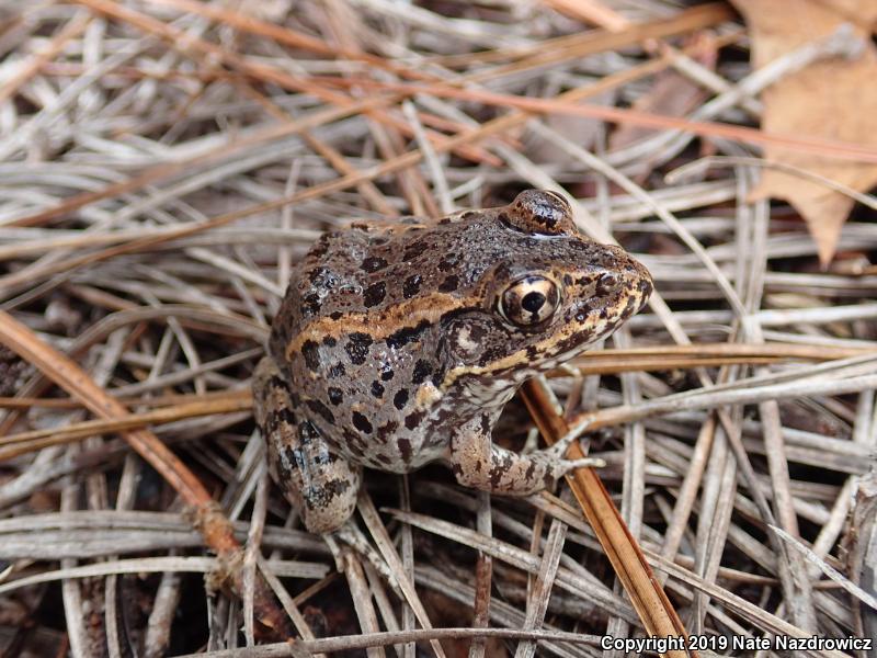 Gopher Frog (Lithobates capito)