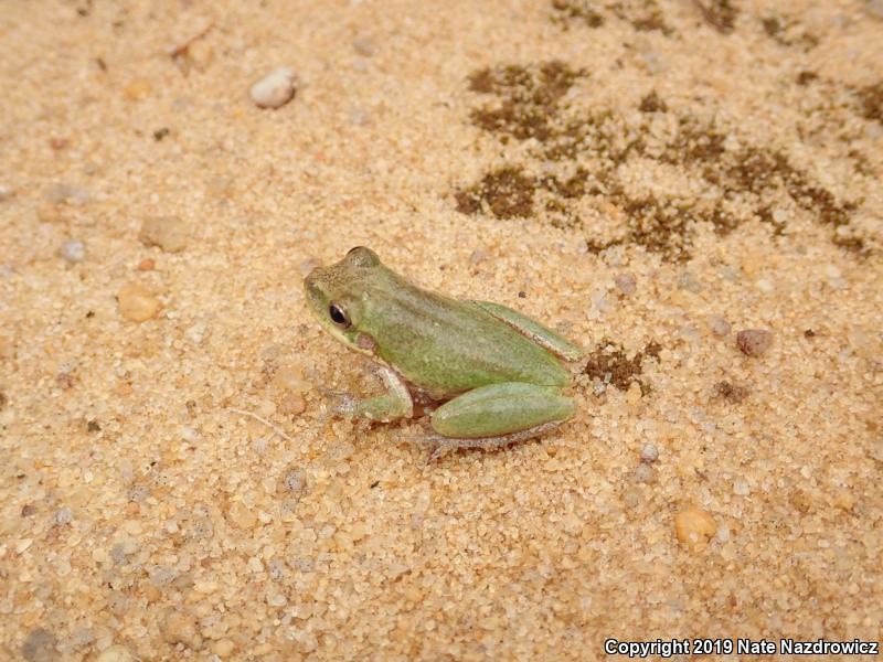 Pine Woods Treefrog (Hyla femoralis)