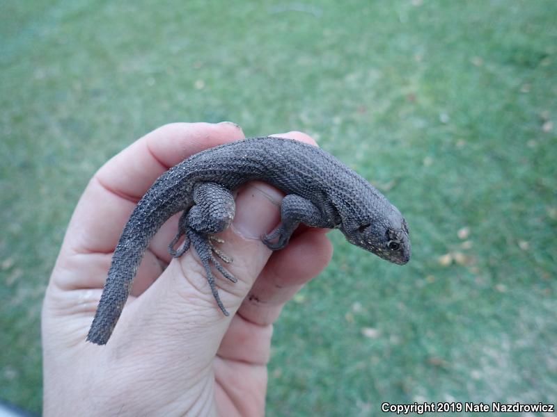 Northern Curly-tailed Lizard (Leiocephalus carinatus)