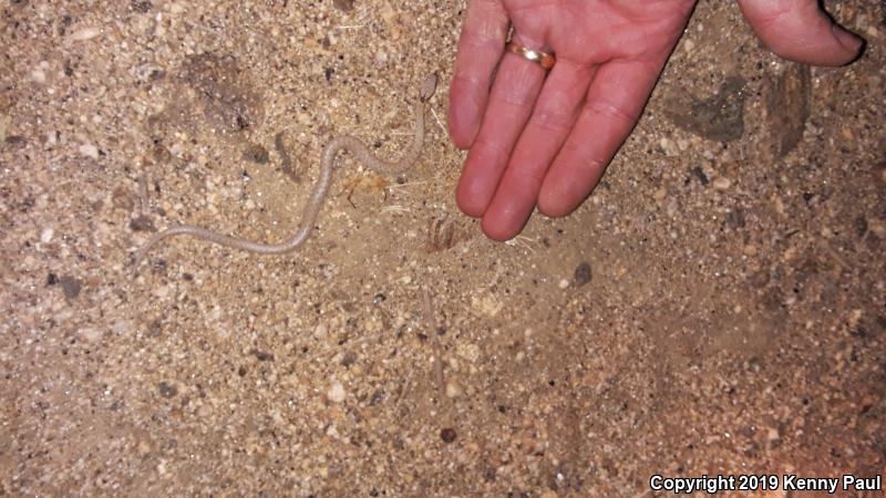 Desert Nightsnake (Hypsiglena chlorophaea deserticola)