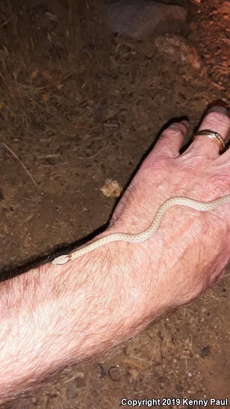 Desert Nightsnake (Hypsiglena chlorophaea deserticola)