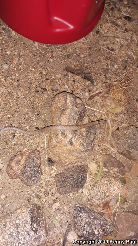 Desert Nightsnake (Hypsiglena chlorophaea deserticola)