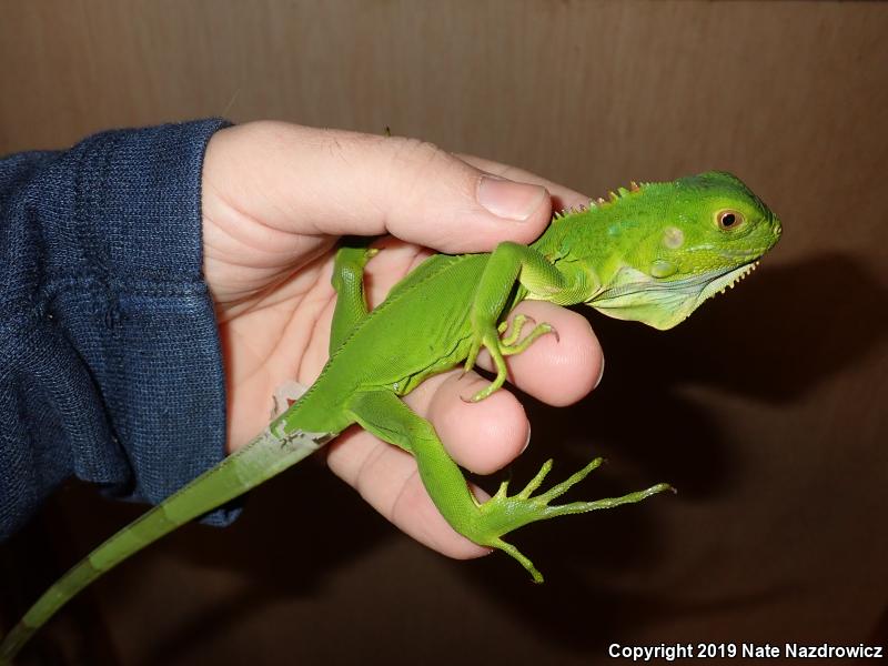 Green Iguana (Iguana iguana)