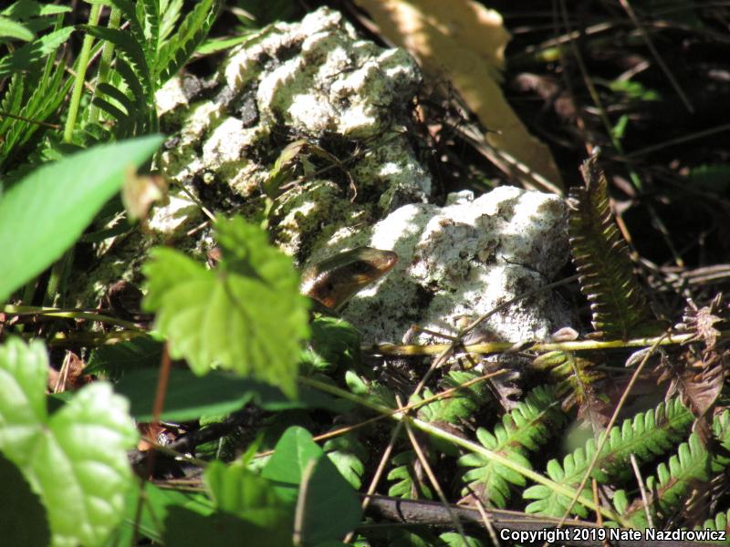 Brown Mabuya (Mabuya multifasciata)