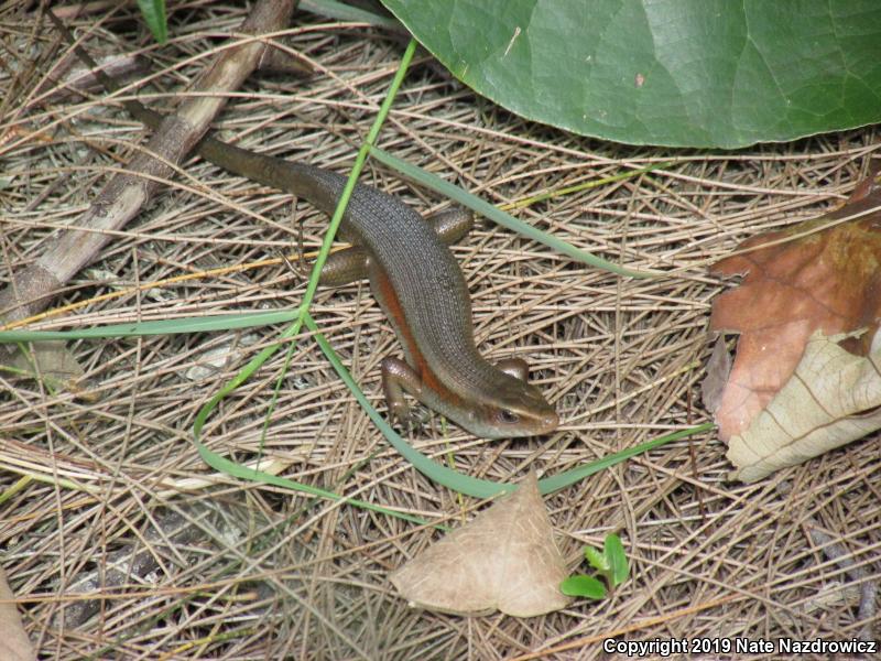 Brown Mabuya (Mabuya multifasciata)