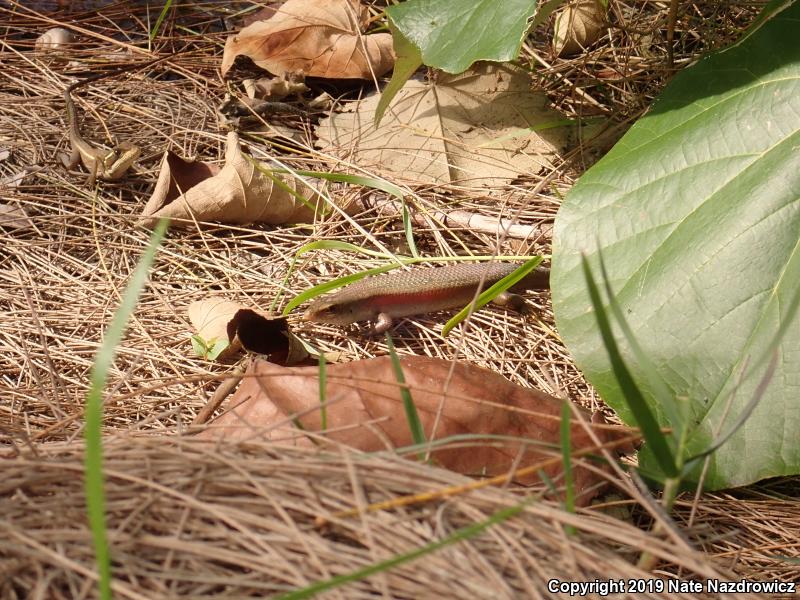 Brown Mabuya (Mabuya multifasciata)