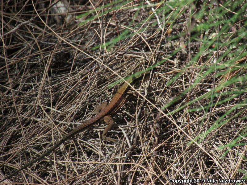 Giant Ameiva (Ameiva ameiva)