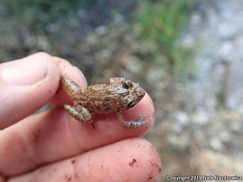 Greenhouse Frog (Eleutherodactylus planirostris)