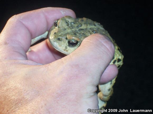 Southern California Toad (Anaxyrus boreas halophilus)